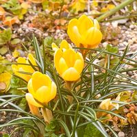 クロッカス,パンジー,クロッカス黄色,球根植物,ビタミンカラーの画像