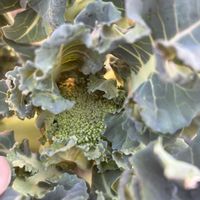 ブロッコリーの画像