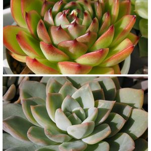 エケベリア,多肉植物,エケベリア属,温室,癒し系の画像