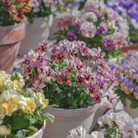 ビオラ,ビオラ ’ パピヨンワールド ',花苗うえたの画像