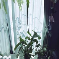 サボテン,月下美人,月下美人,ネフロレピス・タイガー,斑入りくわずいもの画像