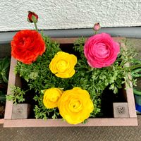 ラナンキュラス,可愛い,花のある暮らし,緑のある暮らし,iPhone撮影の画像