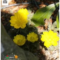 福寿草,ステキ☆,スプリングエフェメラル,癒し…♡,富士山の日の画像