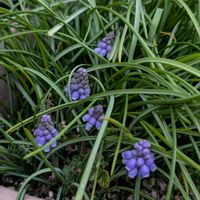 オキザリス,ムスカリの画像