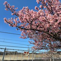 菜の花,ナノハナ,カワヅザクラ,カワヅザクラ,癒しの画像