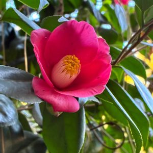 ツバキ,ツバキ,ヤブツバキ,癒し,花のある暮らしの画像