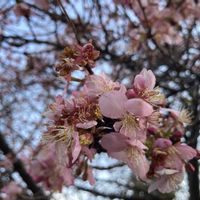 河津桜,ヨモギ,かわいい♡,ありがとう♪,楽しみ〜♡の画像