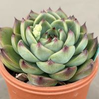 水やり,多肉のある暮らし,もらいもの,多肉の土,タニラーの画像