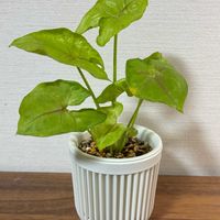 シンゴニウム,シンゴニウムの画像