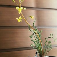 ブルビネ・トルタ,グリーンのある暮らし,ケープバルブ,植物のある暮らし,お花のある暮らしの画像