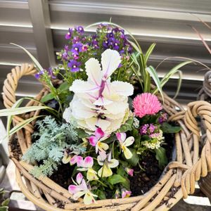 デージー,ネメシア,ビオラ,ベランダガーデニング,バスケットの画像