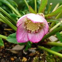 クリスマスローズ,ツバキ,散歩中,ベランダ,お出かけ先の画像