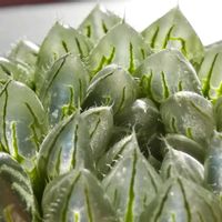 ハオルチア,ハオルチア,多肉植物,ハオルチア属,透明な窓の画像