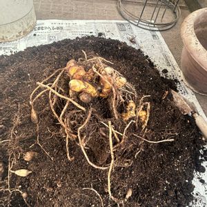 ウコン,良い天気,成長記録,料理,ベランダの画像