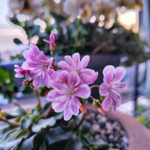 レウィシア,ガーデニング,ナチュラルガーデン,多肉棚,ネコ好きの画像