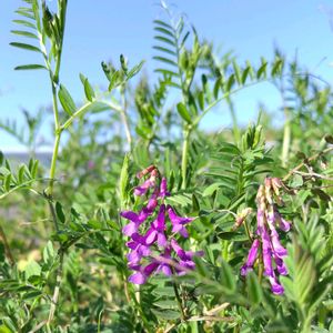 クサフジ,雑草,つる性植物,山野草,野草の画像