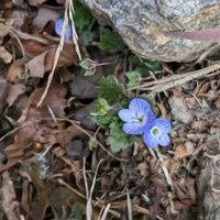 オオイヌノフグリ,ホトケノザ,星の瞳,日本百名山,筑波山の画像