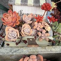 虹の玉,ラブリーローズ,多肉植物,花のある暮らし,多肉植物のある暮らしの画像
