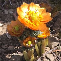 フクジュソウの画像