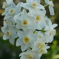 スイセン,スイセン ペーパーホワイト,切り花,白い花,自生の画像