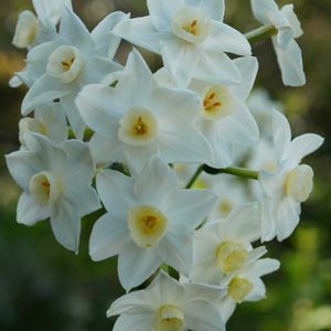 スイセン,スイセン ペーパーホワイト,切り花,白い花,自生の画像