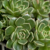 多肉,エケベリア,沖縄,可愛い♡,癒し♡の画像