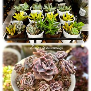 ラブリーローズ,多肉植物,ダイソー,エケベリア属,多肉大好きの画像