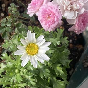 ノースポール,ミニバラ,ベランダの画像