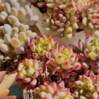 乙女心,フーケリー,ブルーエルフ,ルビーティント,いつも心に太陽をの画像