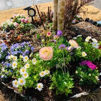 スカビオサ,ノースポール,ラナンキュラス,ビオラ,オステアの画像