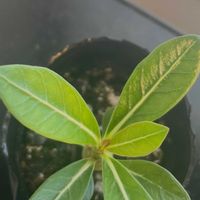 アデニウム,多肉植物,塊根植物,リビング・ダイニングの画像