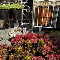 セダム,KOH.ベッラデインヴェルノ,KOH.ベッラデインヴェルノ,KOH.オーロラ姫,KOH.オーロラ姫の画像