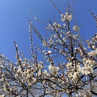 福寿草,梅林,越生梅林,梅の季節の画像
