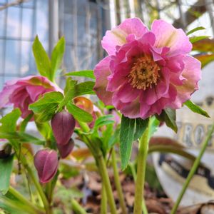 クリスマスローズ,ナチュラルガーデン,手作りの庭,花のある暮らし,季節を楽しむの画像