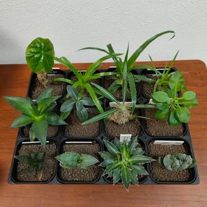 アロエ,アロエ,サンゴアブラギリ,サンゴアブラギリ,パキポディウムの画像