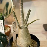 アデニウム,アデニウム アラビカム,塊根植物の画像