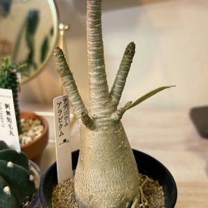 アデニウム,アデニウム アラビカム,塊根植物の画像