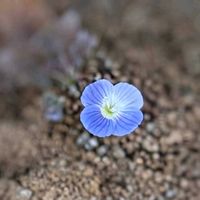 オオイヌノフグリ,青い妖精,星の瞳,野草,一番花の画像