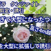 クリスマスローズ,ガーデニング,薔薇♪, クリスマスローズ,オープンガーデンの画像