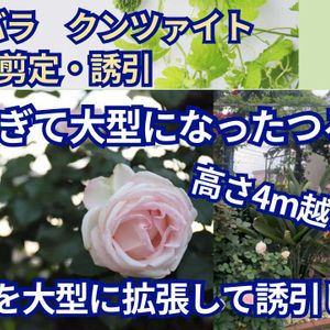 クリスマスローズ,ガーデニング,薔薇♪, クリスマスローズ,オープンガーデンの画像