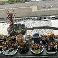 アカシア,ムシトリスミレ,コルジリネ,コルジリネ レッドスター,食虫植物・サラセニアの画像