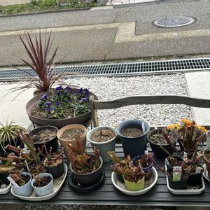 アカシア,ムシトリスミレ,コルジリネ,コルジリネ レッドスター,食虫植物・サラセニアの画像