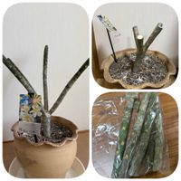 コーヒーの木,観葉植物,プルメリアの木,プルメリアの木剪定の画像