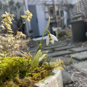 スノードロップ,ムスカリ,お庭,おうち園芸,小さな庭の画像