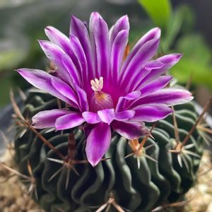 わが家の植物園,ベランダの画像