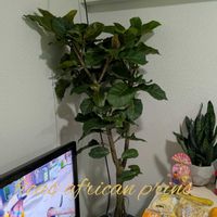 フィカス アフリカンプリンス,観葉植物,仲間入り,稀少観葉植物の画像