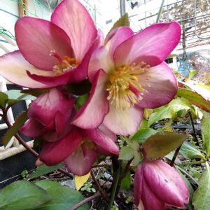 クリスマスローズ,鉢植え,地植え,我が家の庭,かわいい花の画像