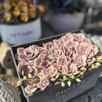 ラブリーローズ,ラブリーローズ,寄せ植え,多肉植物寄せ植え,繋がりに感謝✨の画像