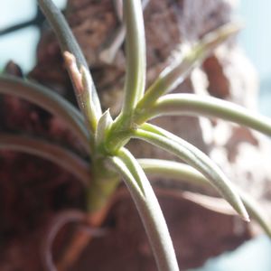 ハオルチア,多肉植物,観葉植物,塊根植物,サボテン科の画像