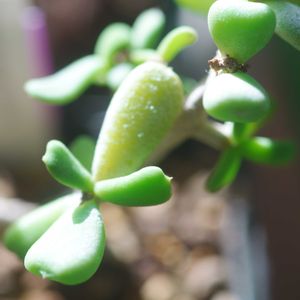 ハオルチア,多肉植物,観葉植物,塊根植物,サボテン科の画像